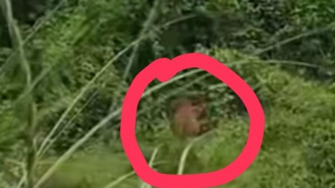 Maharajganj: ढेसो पुल के जंगल में तेंदुए की दस्तक! निचलौल में दहशत, खेत-जंगल जाने से कतरा रहे ग्रामीण