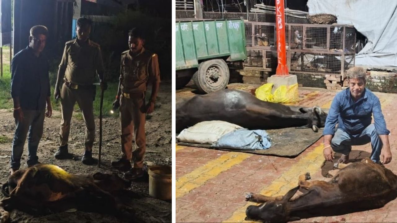 तपते पैर और अटूट विश्वास, मुजफ्फरनगर में बेजुबानों के लिए 3 महीने से नंगे पैर घूम रहा यह गौसेवक