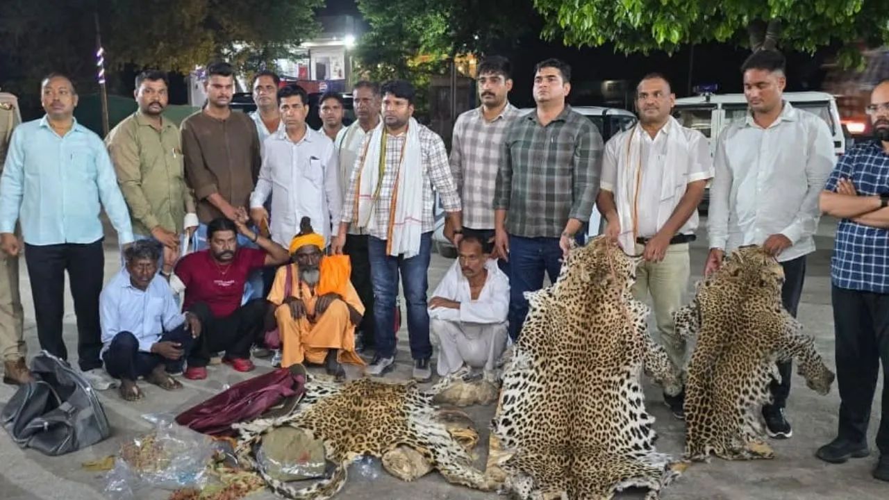 10 तेंदुए की खाल ने खोले तस्करी के बड़े राज? हाईवे के पास पकड़े गए नेटवर्क की जांच से मचा हड़कंप
