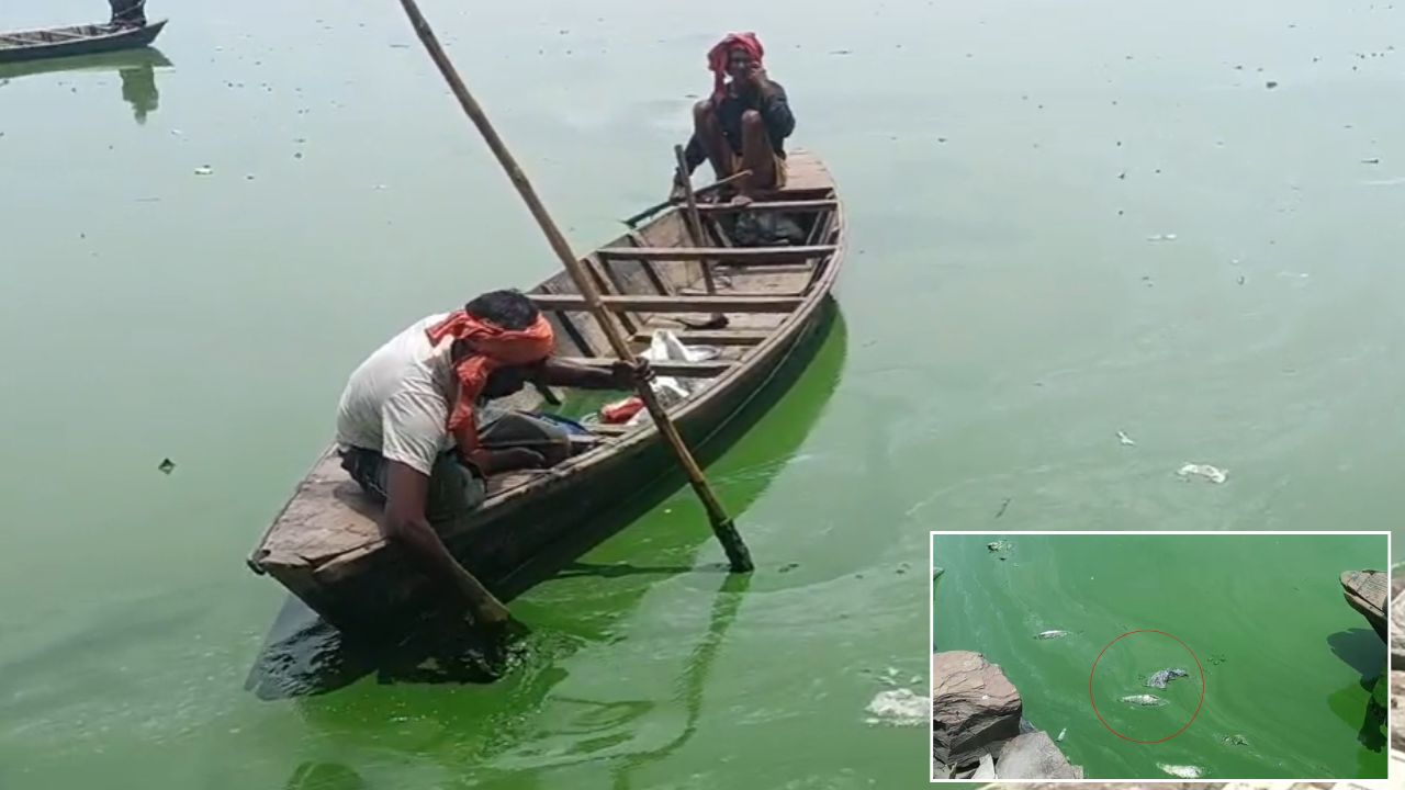 गोरखपुर की शान पर मंडराया संकट, रामगढ़ताल में रोज मर रहीं मछलियां; आखिर क्या है वजह?
