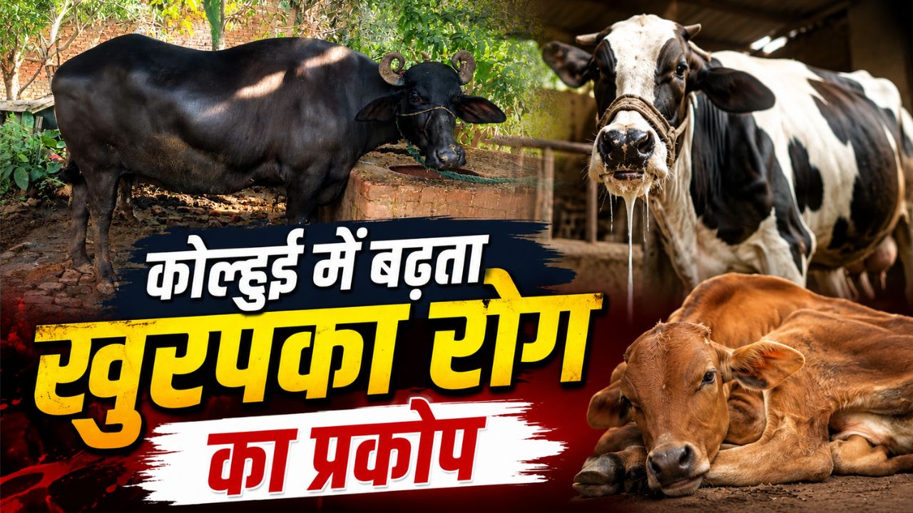 अब कौन बचाएगा मवेशियों को? कोल्हुई में खुरपका रोग का कहर, डॉक्टर न होने से ग्रामीणों की बढ़ी चिंता