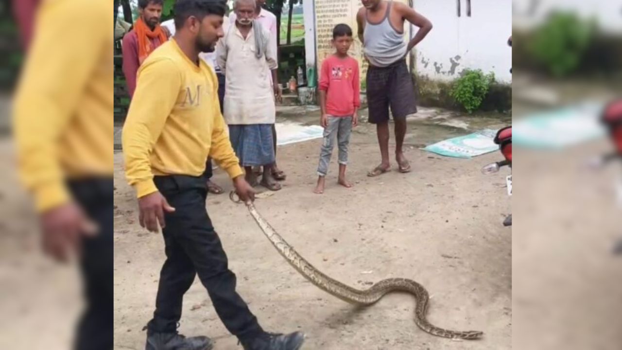 पंचायत भवन में निकला विशाल अजगर, ग्रामीणों में मची अफरा-तफरी; वन्यजीव रक्षक टीम ने सुरक्षित किया रेस्क्यू