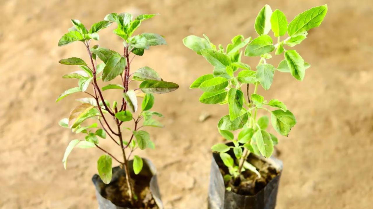 घर में एक से ज्यादा तुलसी का पौधा लगाना सही या गलत? जानें सही संख्या और वास्तु नियम
