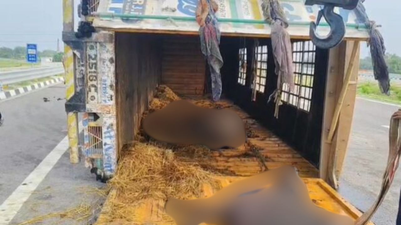 एक पल में मचा हाहाकार… गंगा एक्सप्रेस-वे पर पलटा जानवरों से भरा ट्रक, कई मवेशियों की मौत से मचा हड़कंप