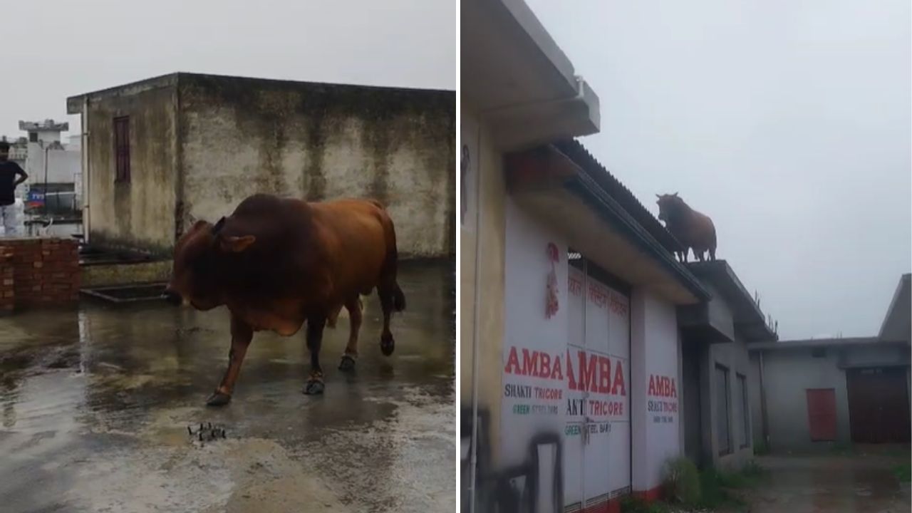 बारिश से बचने के लिए दुकान की छत पर चढ़ा सांड, रेस्क्यू के दौरान गिरा नीचे, वीडियो वायरल