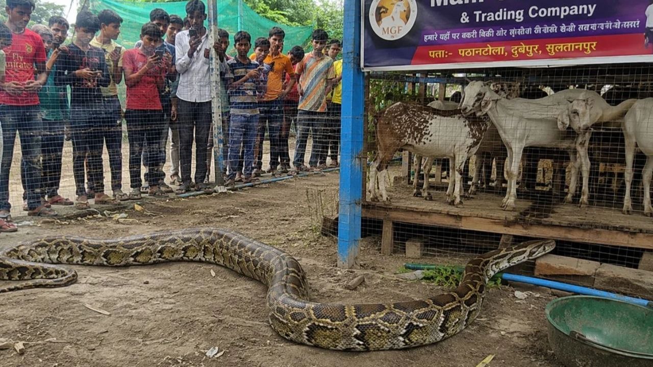 ‘अचानक सामने आया अजगर और फुंकारने लगा…’ सुल्तानपुर के फार्म हाउस में फैली ऐसी दहशत, अटकीं लोगों की सांसें