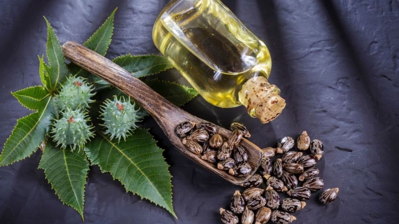 अरंडी का तेल (Castor Oil) प्राचीन काल से ही अपने अनगिनत औषधीय और प्राकृतिक गुणों के लिए जाना जाता रहा है। आवश्यक फैटी एसिड, विटामिन E और प्रोटीन से भरपूर यह तेल न केवल शरीर को सेहतमंद रखता है, बल्कि सुंदरता को निखारने में भी उतना ही मददगार साबित होता है। इसमें मौजूद शक्तिशाली एंटी-ऑक्सीडेंट्स शरीर की इम्युनिटी को बढ़ाने और त्वचा तथा बालों से जुड़ी कई गंभीर समस्याओं को जड़ से दूर करने में असरदार भूमिका निभाते हैं। (Img- Pinterest)