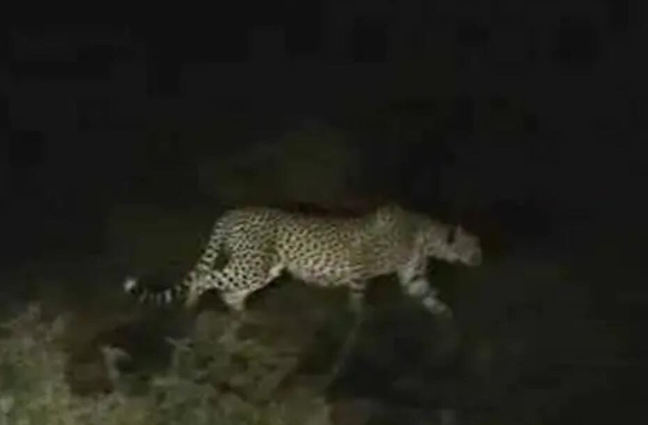 Maharajganj: रात के अंधेरे में बागीचे में दिखा खतरनाक जानवर? वायरल फोटो से मचा हड़कंप, मौके पर पहुंची वन विभाग की टीम