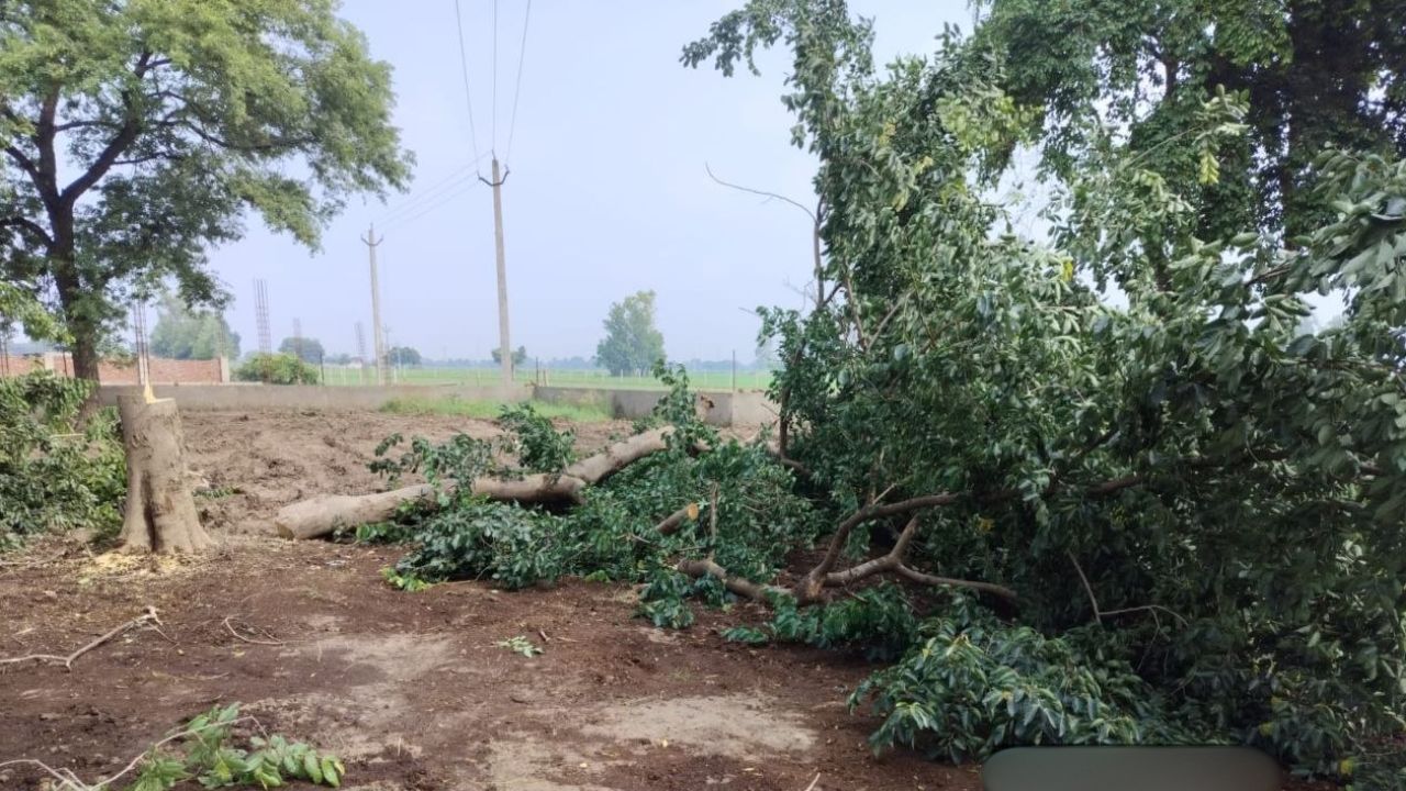 बदायूं में श्मशान भूमि पर पेड़ कटाई का मामला गरमाया, ग्राम प्रधान और ग्रामीणों ने IGRS के माध्यम से की शिकायत