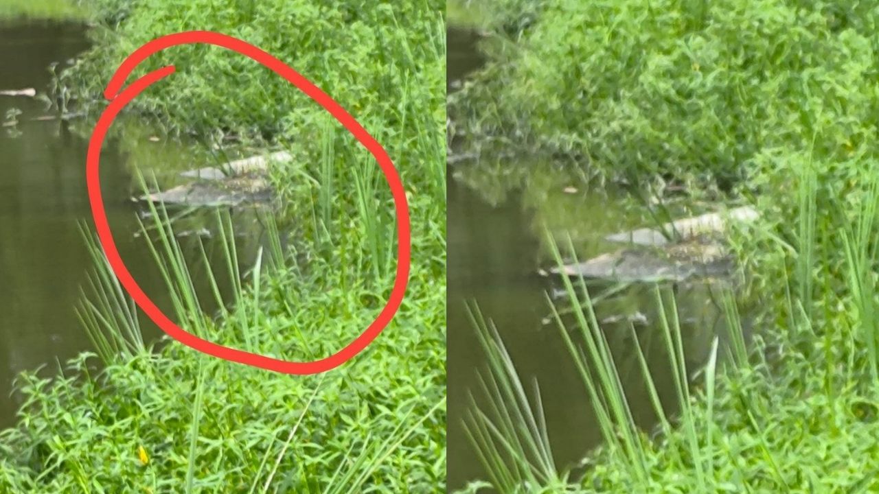 तालाब में मछलियां खत्म, क्या अब खतरे में है पूरा गांव? महराजगंज में विशाल मगरमच्छ दिखने से थर्राया इलाका!