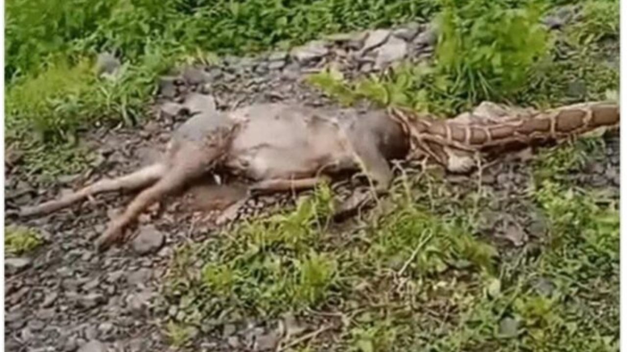 नैनीताल के जंगलों से निकला अजगर रूपी काल निवाला निगलकर हुआ बेबस, फैली सनसनी