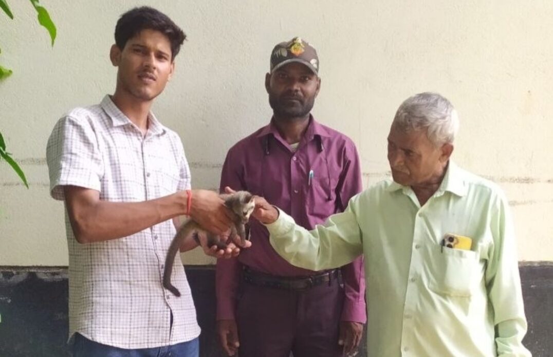 Gorakhpur Wild Animal: पेड़ों के बीच दिखा ऐसा जीव कि मच गया हड़कंप, बिल्लियां भी करने लगीं शोर; वन विभाग ने खोला राज