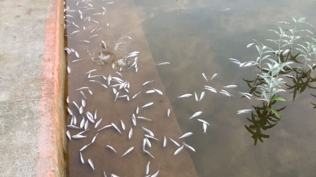 पट्टे के तालाब में घोला गया जहर! लाखों की मछलियां तड़प-तड़प कर मरीं, पुरानी रंजिश का आरोप; पुलिस जांच में जुटी