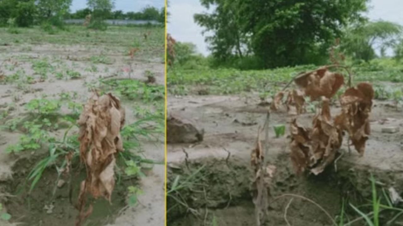 Dried-up saplings after plantation in Sultanpur