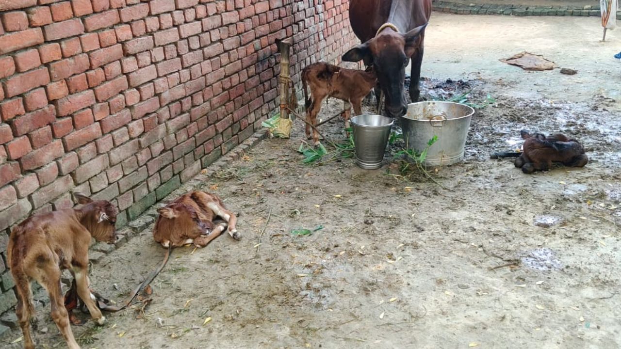 प्रतापगढ़ में गाय के घर पहुंचते ही लोगों की आंखें रह गईं खुली, सावन में हुआ कुछ ऐसा कि गांव में मच गई चर्चा