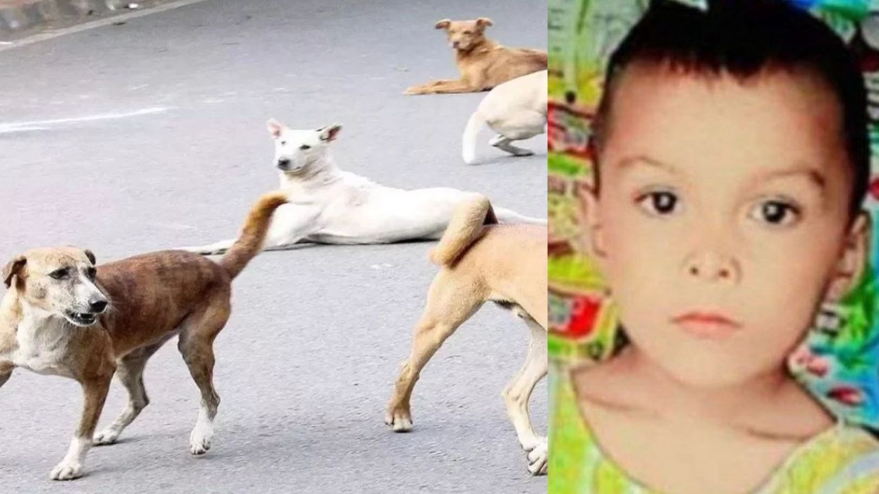 बरेली में खूंखार कुत्तों का आतंक: 6 साल की मासूम को नोचकर मार डाला, 100 मीटर तक घसीटते रहे