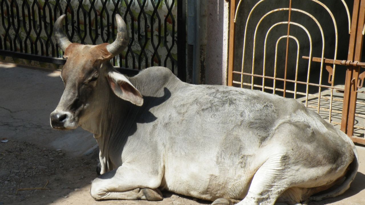 फर्रुखाबाद में गोवंश संरक्षण के दावों की खुली पोल, सड़क किनारे शव को नोचते दिखे कुत्ते