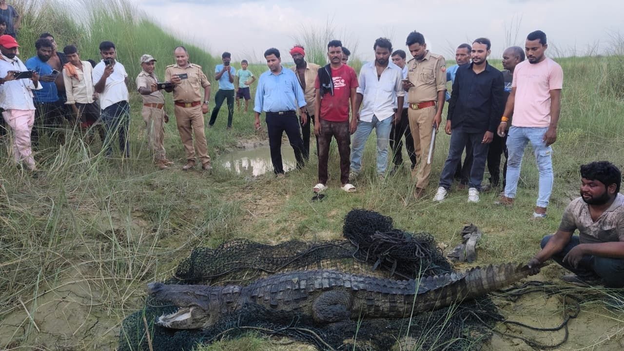 24 घंटे तक चली ‘ऑपरेशन उर्वशी’ की जंग, कड़ी मशक्कत के बाद मगरमच्छ का रेस्क्यू; रोहिणी नदी में मिली सुरक्षित पनाह