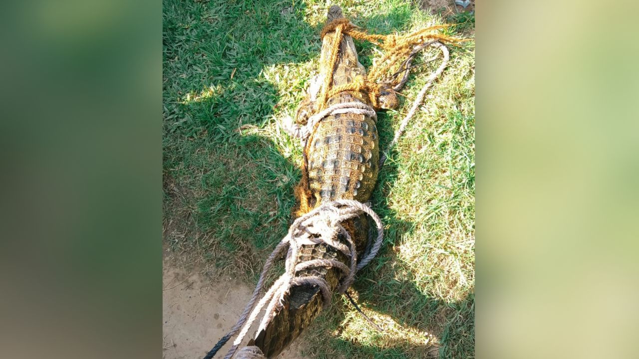 Maharajganj: पोखरे में दिखे मगरमच्छ का वन विभाग ने किया रेस्क्यू, ग्रामीणों ने ली राहत की सांस