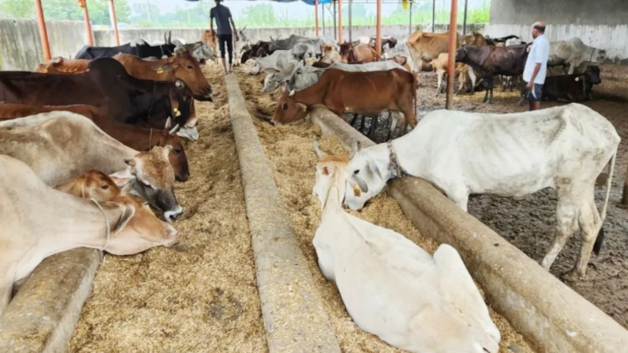बदायूं में गोवंश संरक्षण को लेकर सड़क पर उतरा राष्ट्रीय बजरंग दल, प्रशासन को दी आंदोलन की चेतावनी