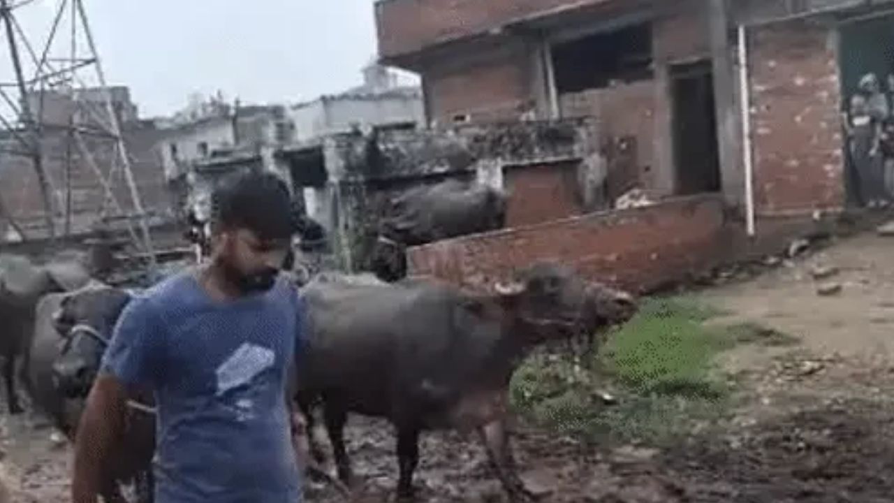 लखनऊ में दरोगा पर हमले के बाद नगर निगम का बड़ा एक्शन, पारा से 200 भैंसें पकड़ी, 3 थानों की फोर्स और PAC के साथ पहुंची टीम