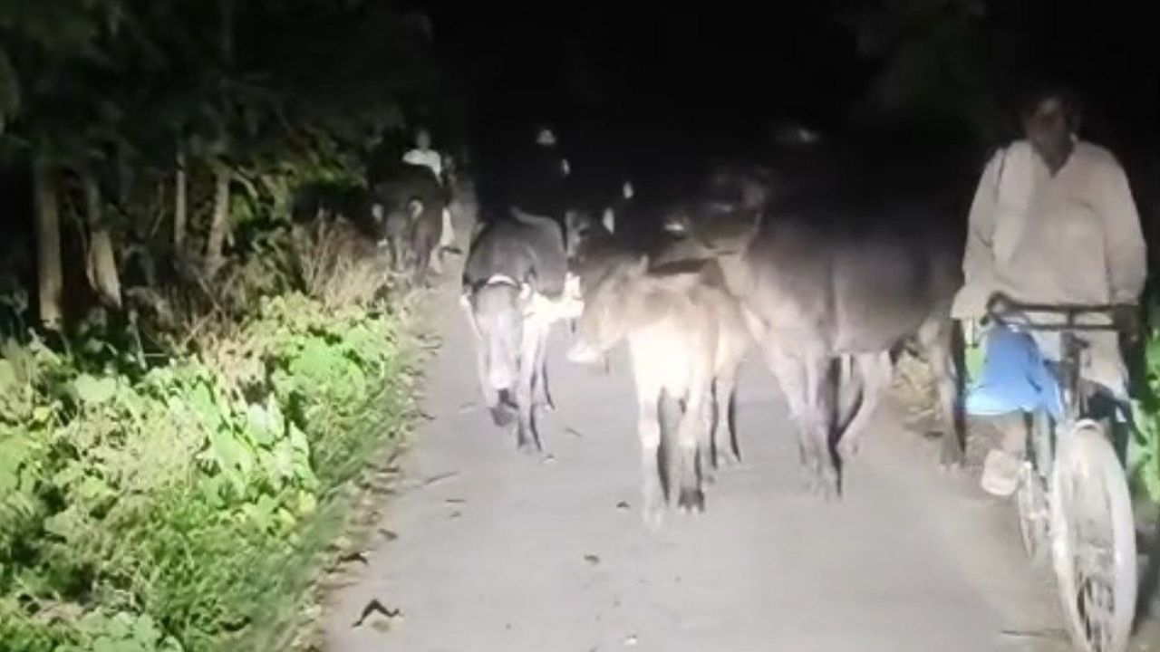 ठूठीबारी बॉर्डर पर फिर उठे पशु तस्करी के सवाल, भरवलिया से नेपाल भेजे जा रहे दर्जनों पशुओं का वीडियो वायरल