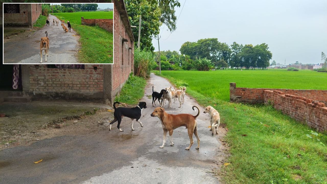 Kolhui: लाठी-डंडे लेकर सड़क पर उतरे ग्रामीण, कोल्हुई में आवारा कुत्तों ने क्यों मचाई दहशत?