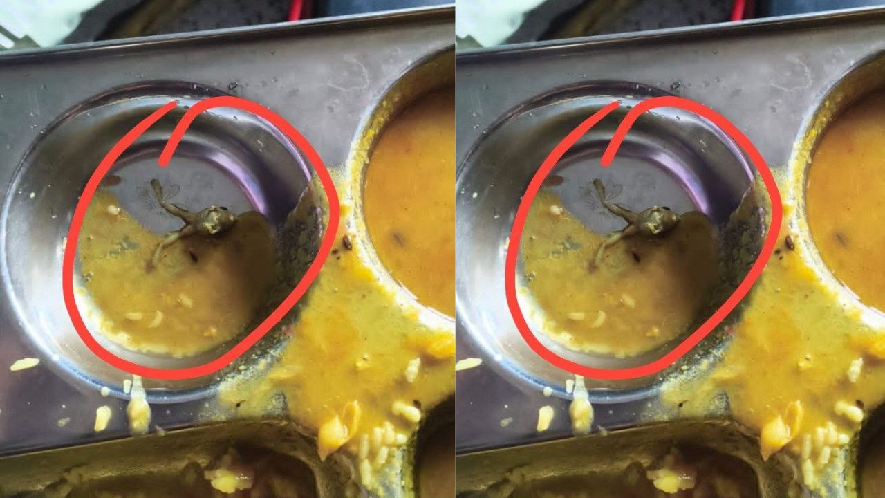 नवोदय विद्यालय में बच्चों की थाली में मिला मरा मेंढक, मचा हड़कंप; भोजन छोड़कर बच्चों ने किया हंगामा