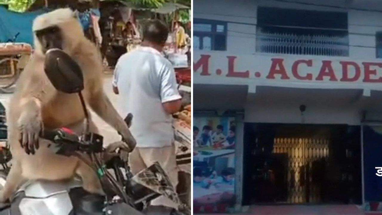 बच्चों पर टूट पड़ता तो? रुद्रपुर के स्कूल में अचानक घुसा बंदर, शिक्षक के साथ किया कुछ ऐसा…सहम गए सभी लोग
