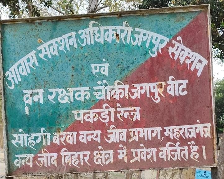 Maharajganj Timber Smuggling: साइकिल पर कीमती लकड़ी लेकर निकले युवक, वन चौकियों के बीच कैसे पार हुई खेप?