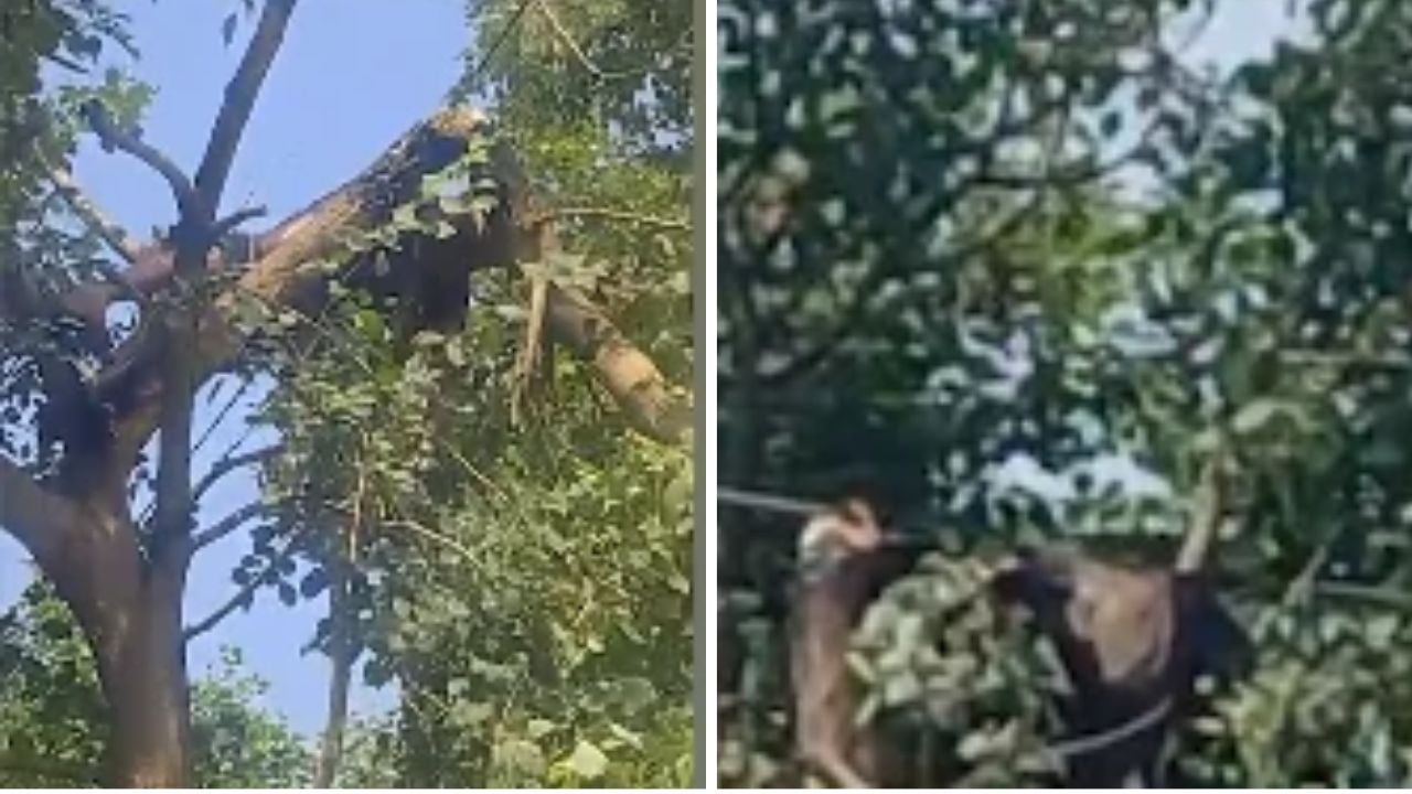 पापा, वो स्कूल गया होता तो; बदायूं में बंदर के पीछे छत पर गए इकलौते बेटे की करंट से मौत, फिर जो हुआ उसने उजाड़ दी दुनिया