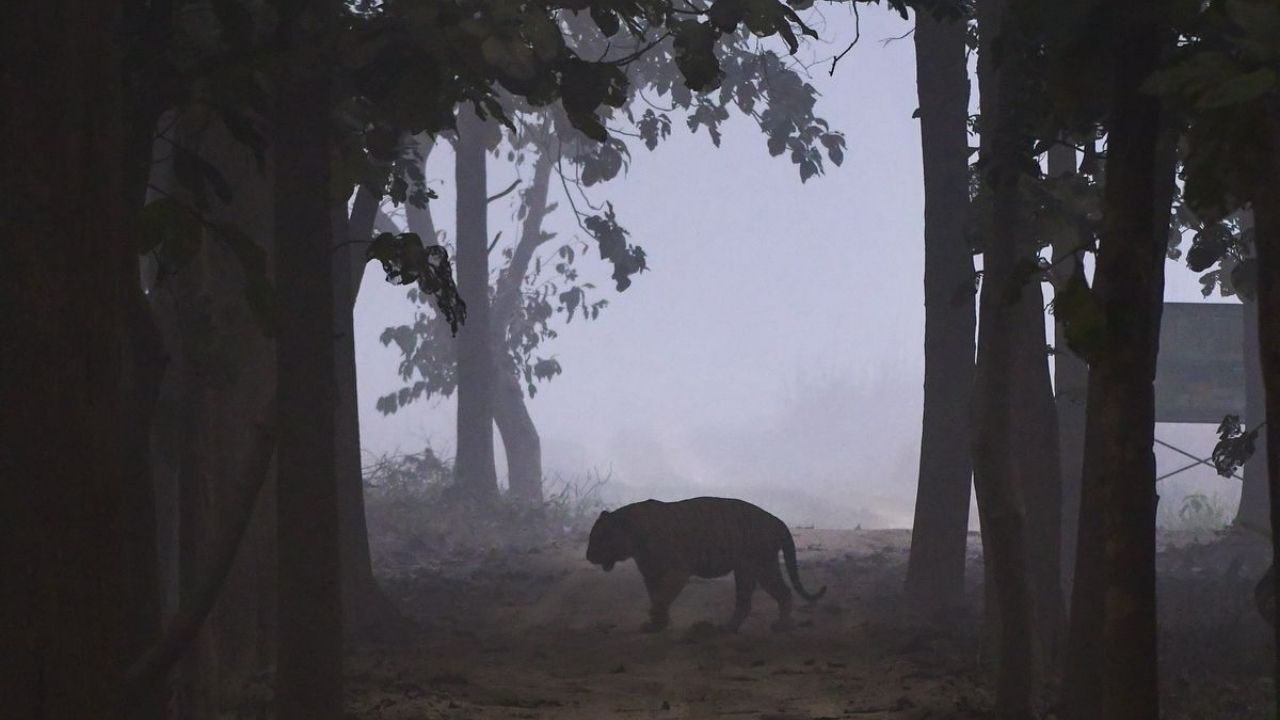Bahraich: रात में चारपाई से खींचकर युवक को उठा ले गया खूंखार जानवर, सुबह दिखा खौफनाक मंजर
