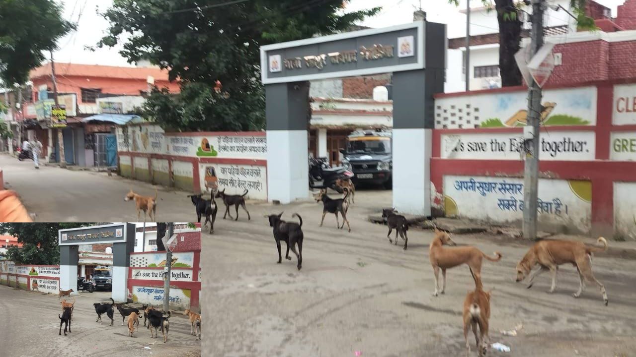 जब थाने के बाहर धरने पर बैठ गए बेजुबान! देवरिया में आवारा कुत्तों का जमावड़ा बना चर्चा का विषय, देखें तस्वीरें