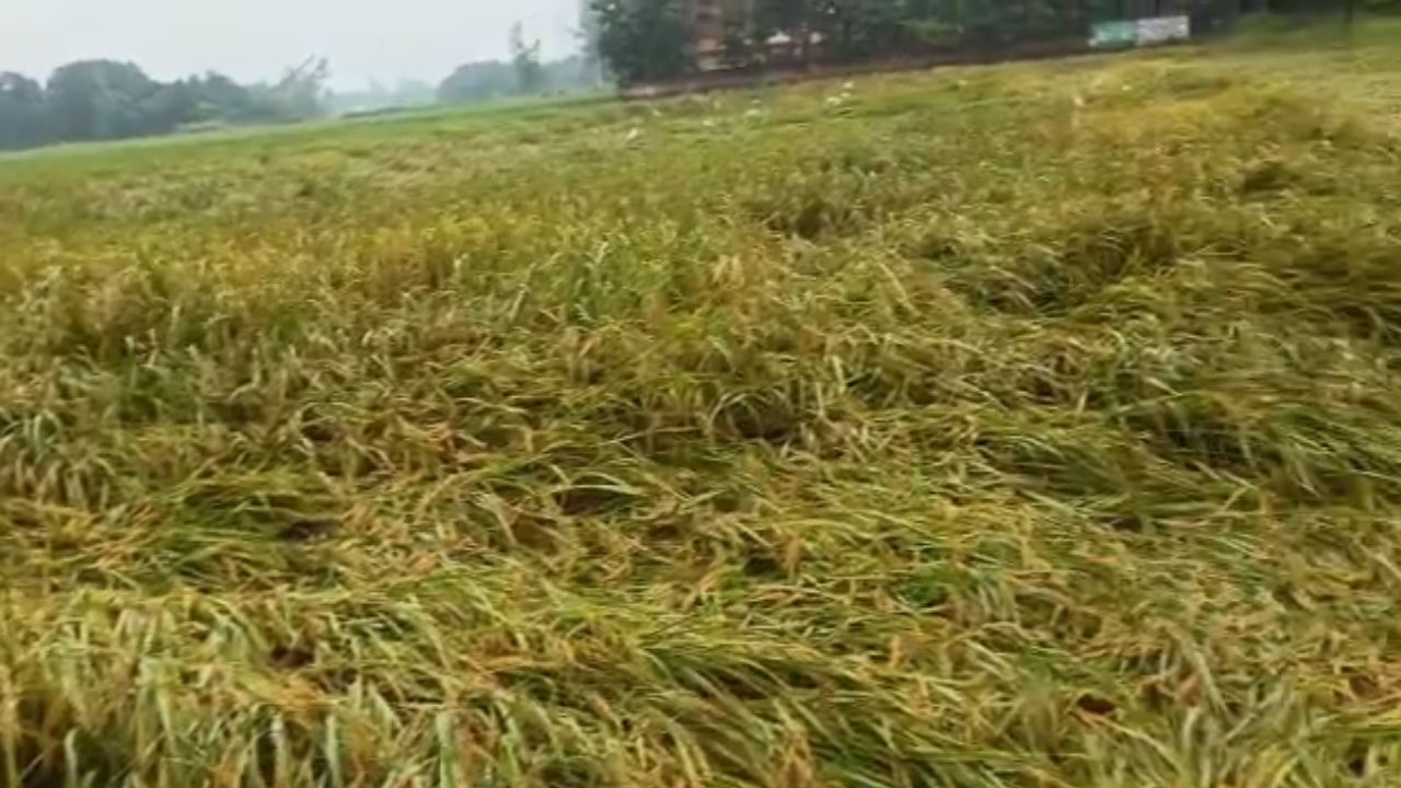 तीन दिनों की मूसलाधार बारिश और तेज हवाओं ने फेरा किसानों की मेहनत पर पानी, देवरिया में खेतों में गिरी धान की फसल