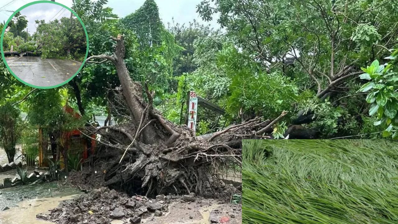 पकी धान की फसल जमींदोज, कुदरत के सितम से सहमा देवरिया: टूटे बिजली के खंभे और सड़कों पर गिरे पेड़ देख सहमे लोग