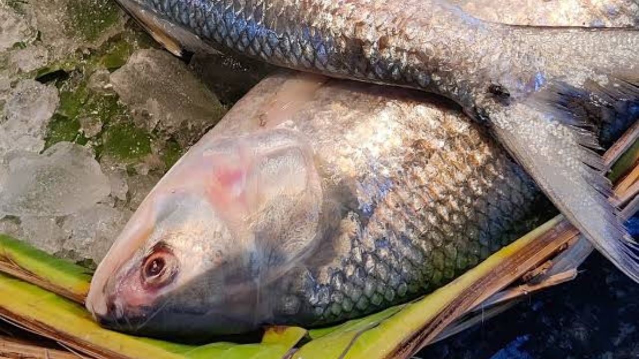 कभी भागलपुर की गंगा में मिलती थी हिलसा, अब 3,000 किलो बंगाल से मंगानी पड़ रही; आखिर कहां गायब हुई ‘इलिस माछ’?