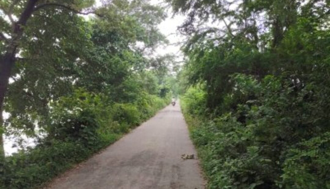 रास्ता है या झाड़ियों का जाल? गोरखपुर में इस सड़क पर हर मोड़ पर छिपा है खतरा!