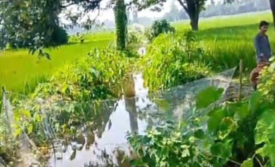 Gorakhpur Waterlogging: तीन साल से नाला साफ नहीं, हजारों एकड़ में डूबी धान की फसल; अब गेहूं की बुआई पर संकट