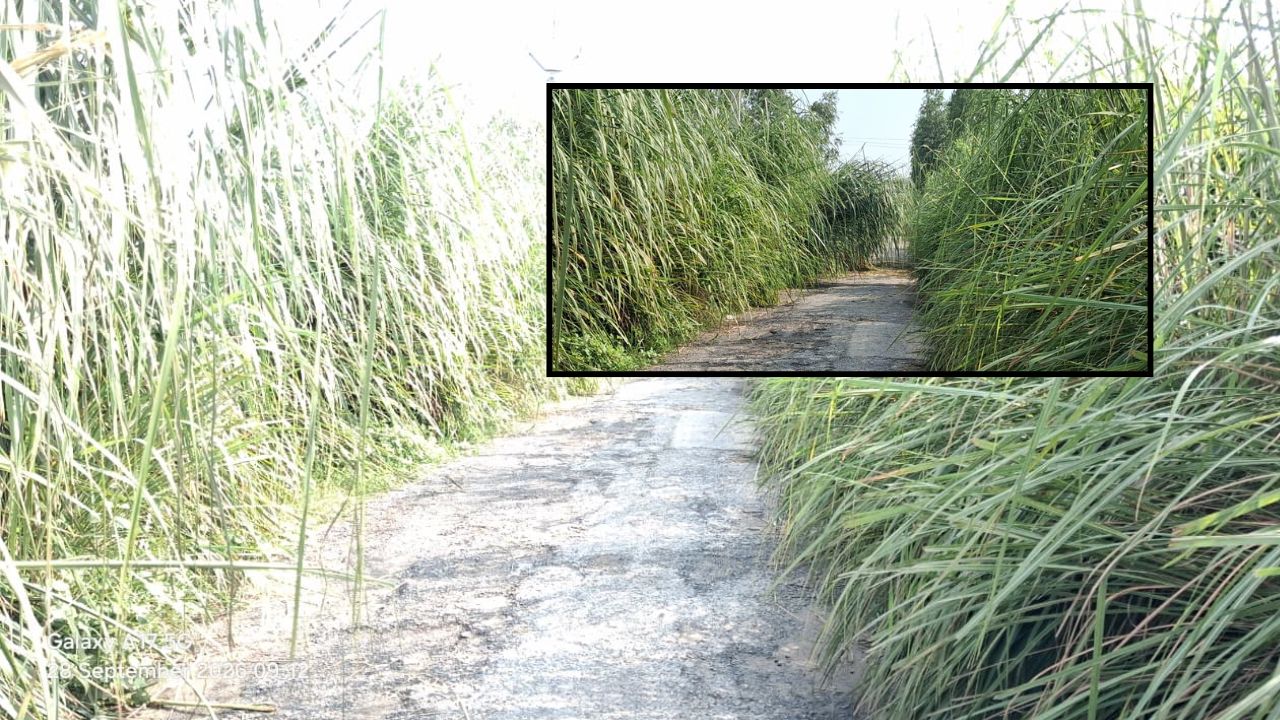 Kanpur Dehat: सड़क पर झाड़ियों का ऐसा कब्जा कि सामने से नहीं दिखते वाहन, ग्रामीणों में हादसे का डर