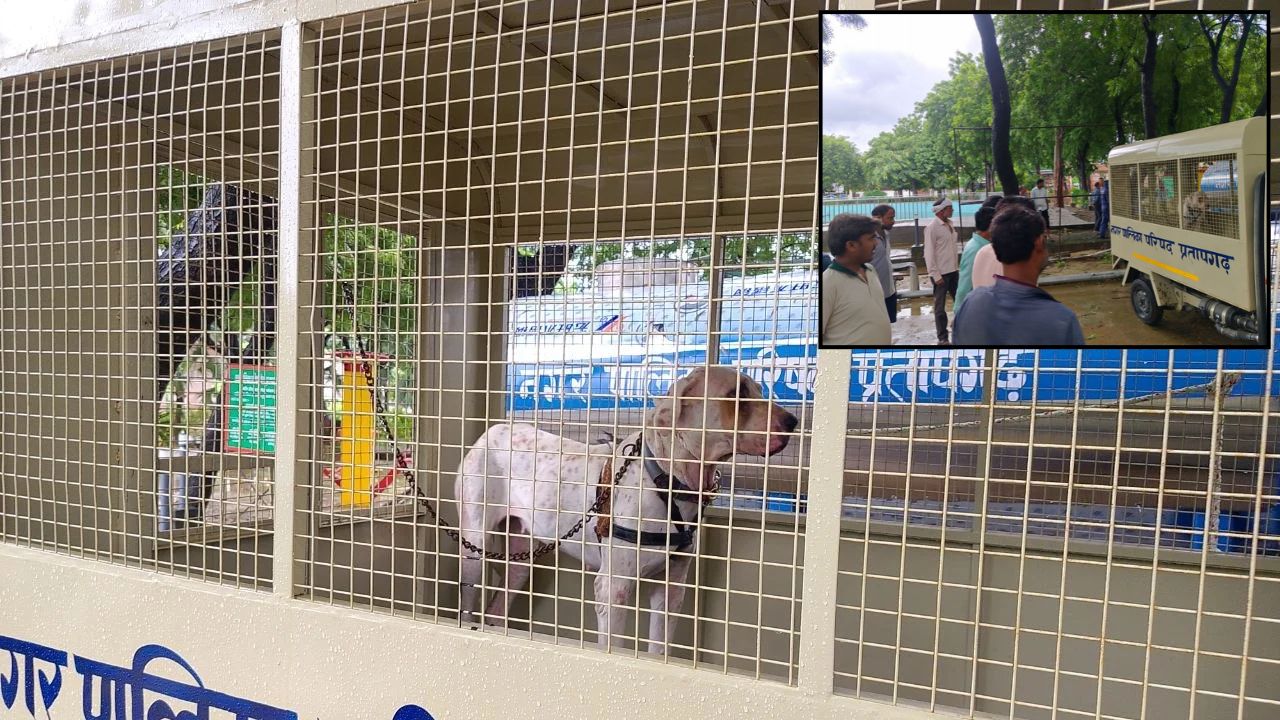 प्रतापगढ़ जंक्शन पर अचानक पहुंची पाकिस्तानी बुली डॉग, देखने उमड़ी भीड़; ट्रेंकुलाइजर गन से हुआ रेस्क्यू