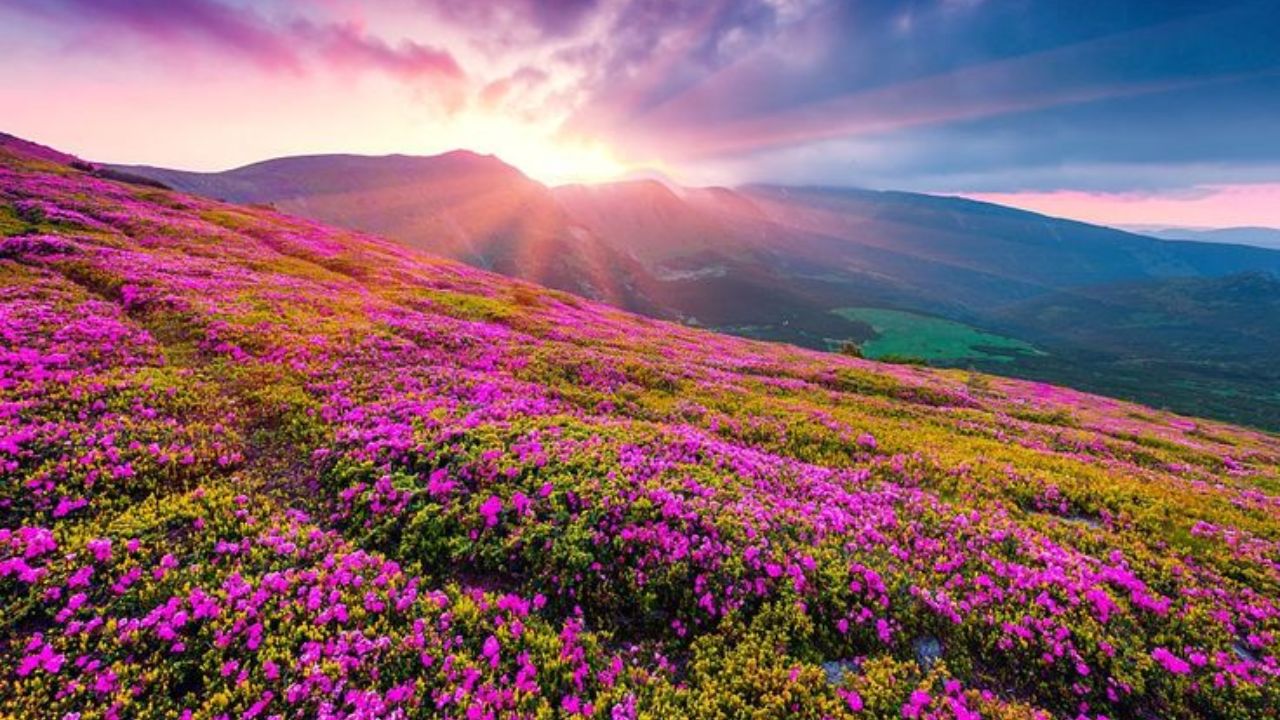 उत्तराखंड के चमोली जिले में स्थित 'वैली ऑफ फ्लावर्स' यानी फूलों की घाटी सितंबर के महीने में अपने सबसे खूबसूरत रूप में होती है। मानसून के ठीक बाद यहाँ सैकड़ों प्रजातियों के रंग-बिरंगे प्राकृतिक फूल खिल उठते हैं। पहाड़ों के बीच फैली यह घाटी किसी काल्पनिक दुनिया की तरह नजर आती है। ट्रेकिंग और कुदरती नजारों के शौकीनों के लिए सितंबर में यहाँ की सैर करना एक बेहद शानदार और ताउम्र याद रहने वाला अनुभव साबित होता है। (Img- Pinterest)