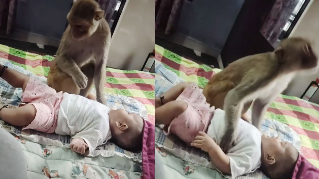 Viral Video: अचानक बच्चे के पास आकर बैठ गया बंदर, फिर उसके साथ करने लगा मस्ती; वीडियो वायरल