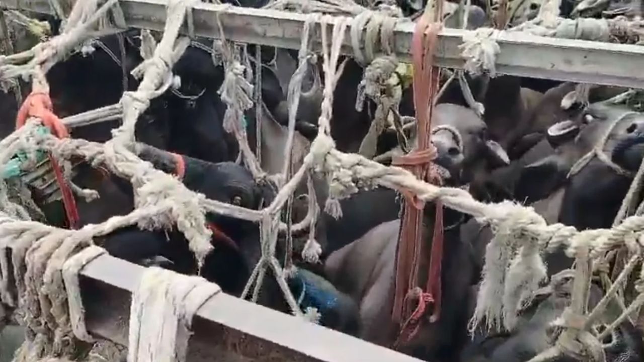 फतेहपुर में 5 ट्रक पकड़े गए, अंदर का नजारा देख मच गया हड़कंप