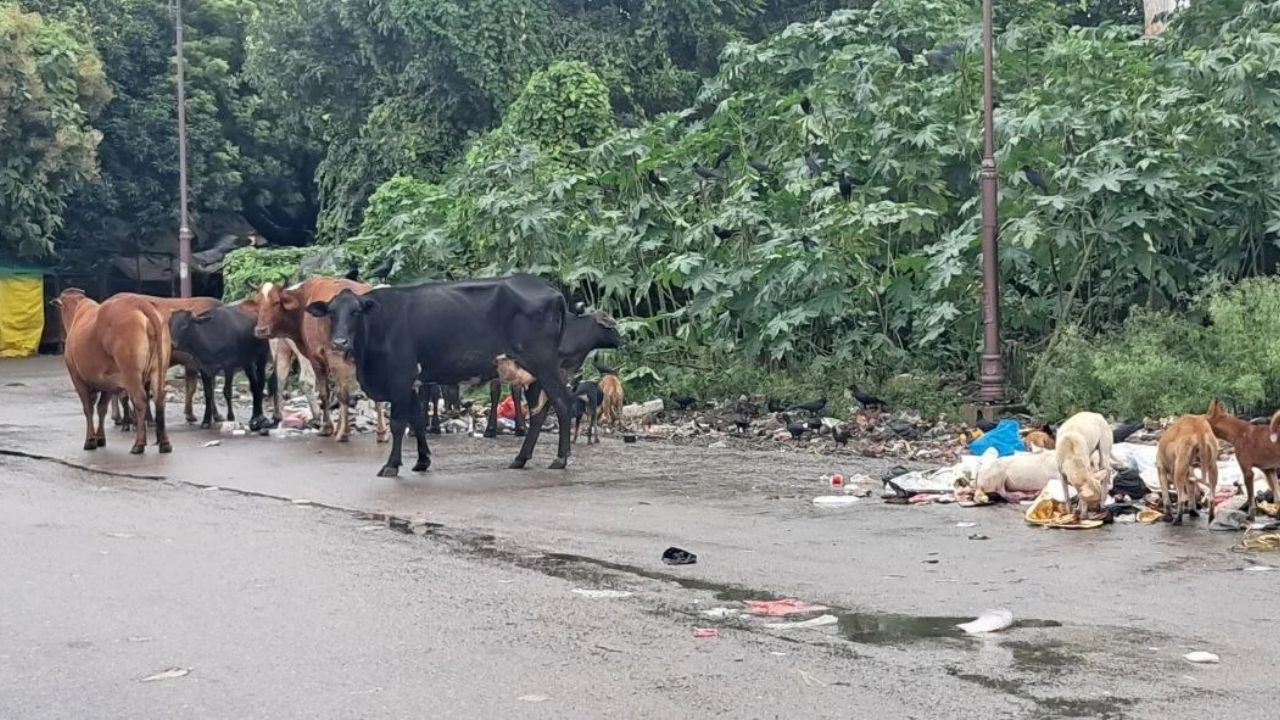 Deoria: मेडिकल कॉलेज के पास कूड़े का ढेर बना मुसीबत का अड्डा, आवारा पशुओं के झुंड से राहगीर परेशान