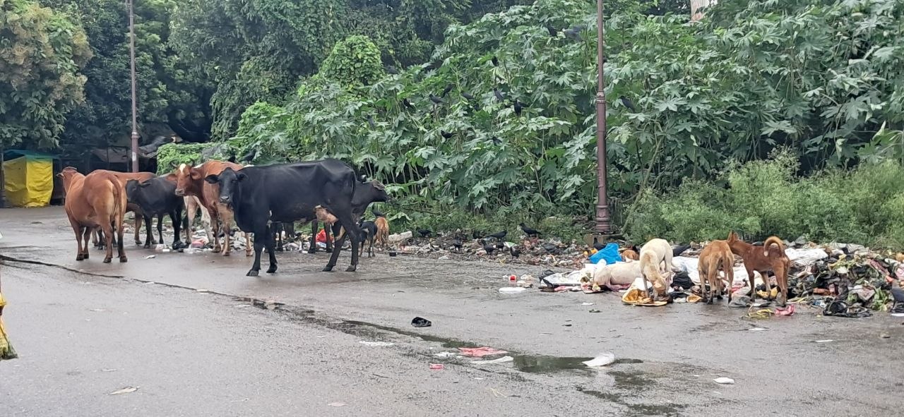Deoria: मेडिकल कॉलेज के पास कूड़े का ढेर बना मुसीबत का अड्डा, आवारा पशुओं के झुंड से राहगीर परेशान