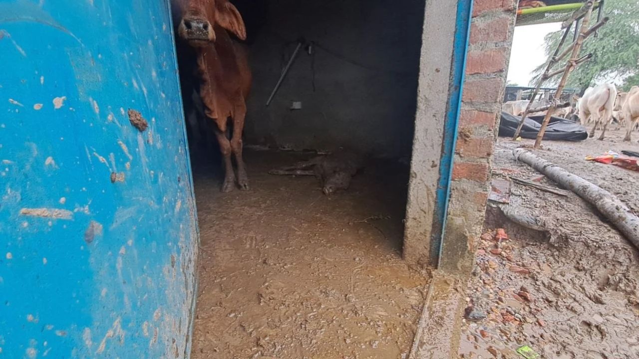 बदायूं की गौशाला में 100 गायों की दर्दनाक मौत, बिना पोस्टमार्टम शव दबाने पर बजरंग दल का हंगामा