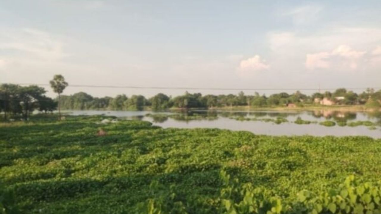 हरी चादर में ढकी नदी, दम तोड़ रही मछलियां जलप्रवाह थमा, मछुआरों की बढ़ी परेशानी; प्रशासन बेखबर