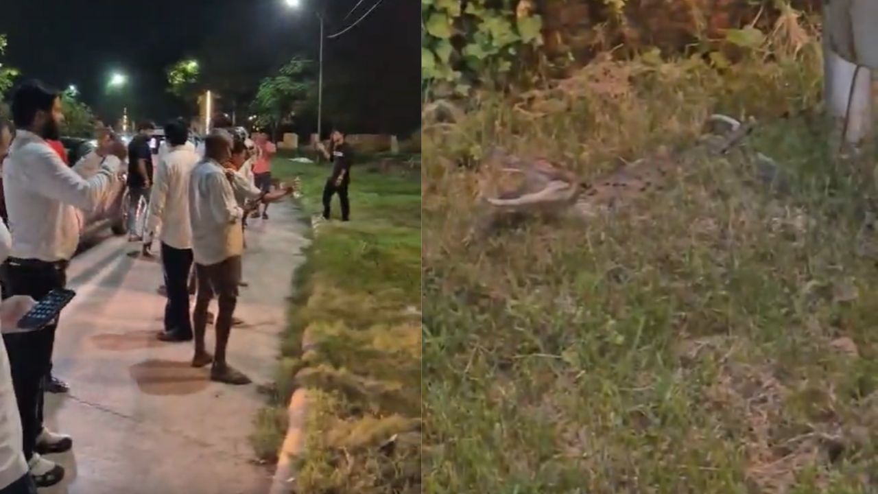 Kanpur: एनआरआई सिटी के पास दिखा मगरमच्छ, गाड़ियों से रुककर वीडियो बनाते नजर आए लोग