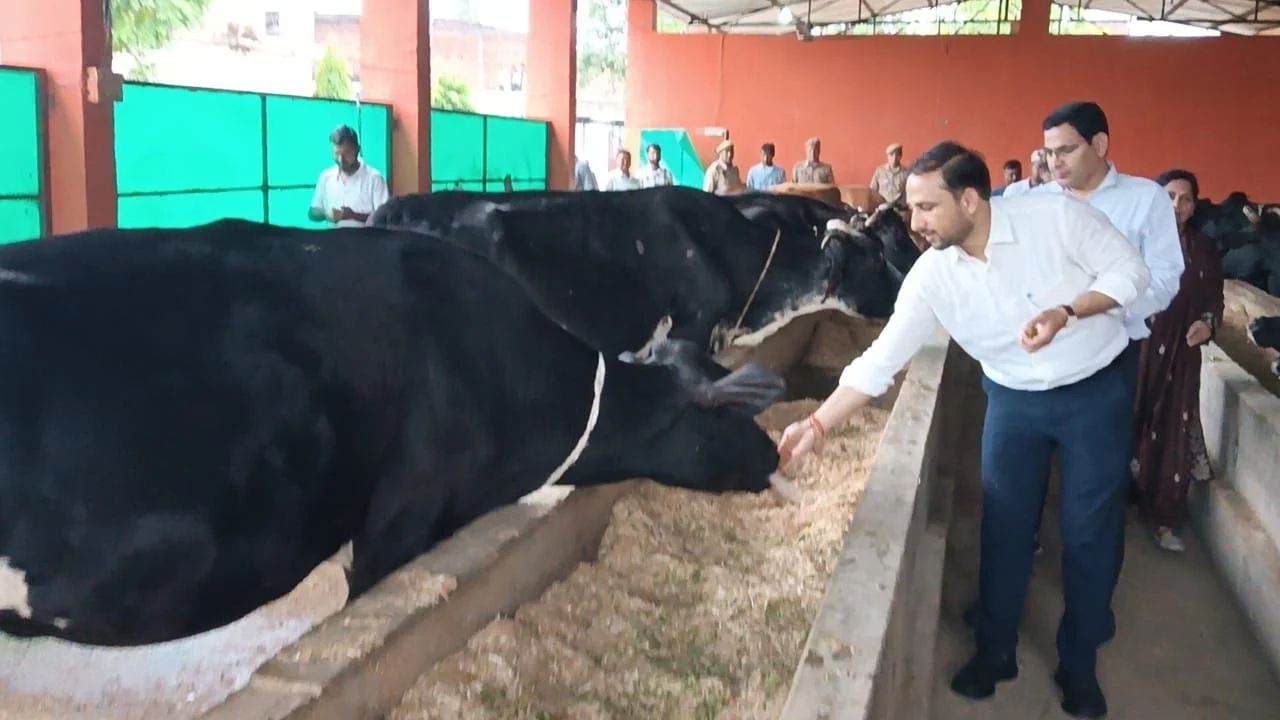 कान्हा गोशाला में डीएम ने खुद देखी गोवंशों की हालत, अधिकारियों को दिए ये सख्त निर्देश