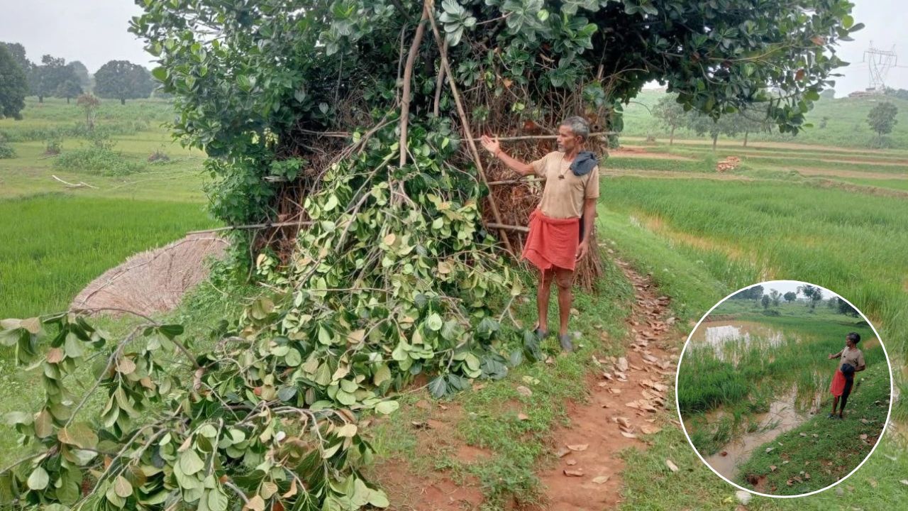 Mirzapur: रात के अंधेरे में खेत में घुसा हाथियों का जोड़ा, किसानों ने भागकर बचाई जान